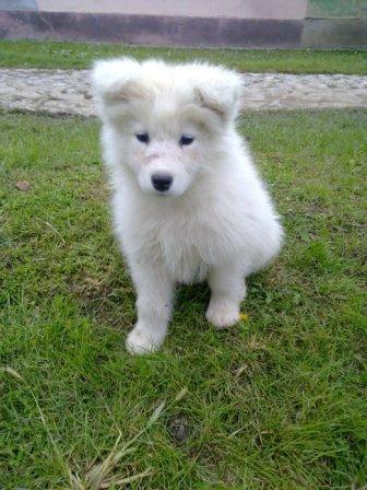 Samojed-zenkica