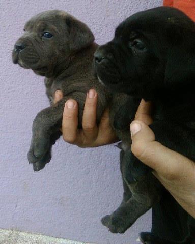 CANE-CORSO-stenci-od-odlicnih-roditelja