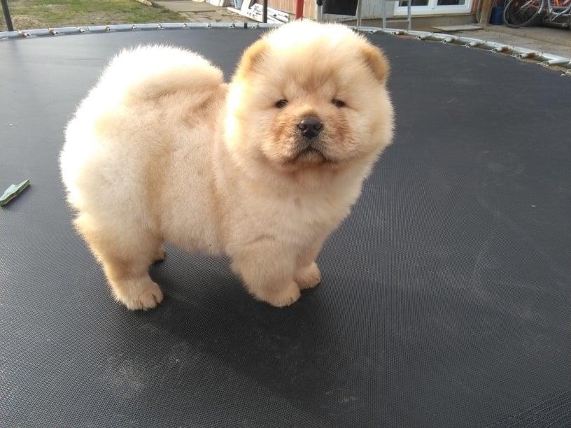 Čau-čau--Chow-chow--štene