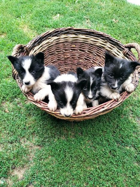 Border-Collie-stenci-