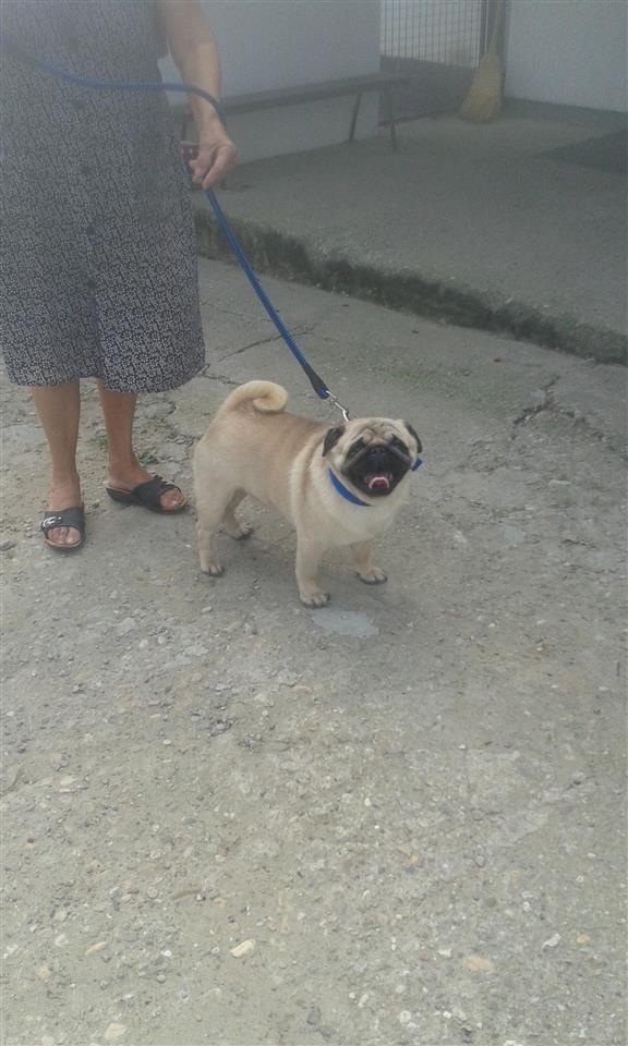 mops
