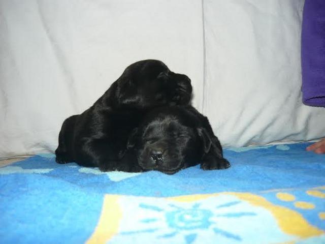 Labrador-Retriver---stenci-sampionskog-porekl