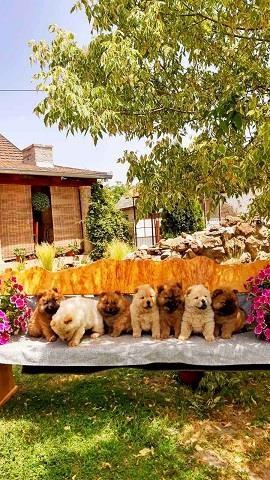 Chow-chow-cau-cau-stenad
