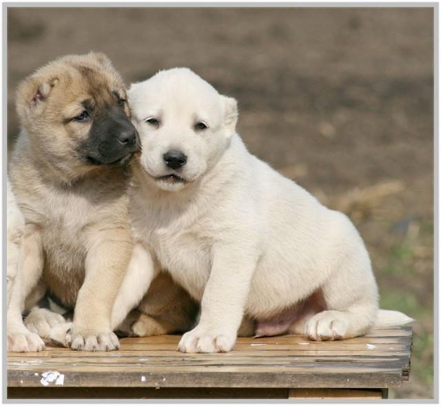 Turski-kangal-stenci