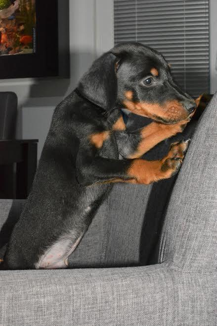 Doberman-stenci-