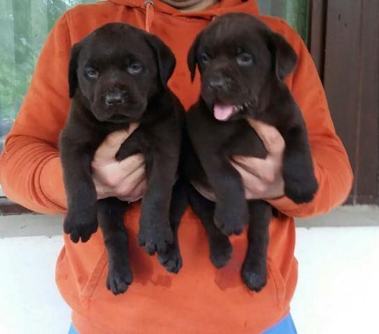 Labrador-braon-štenci