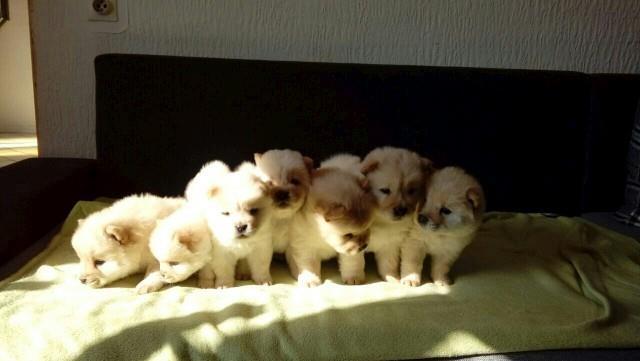 Chow-chow-cau-cau-stenad-