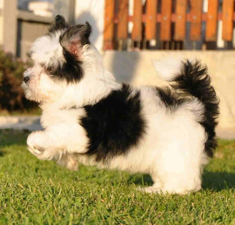 HAVANSKI-BICHON---vrhunsko-leglo