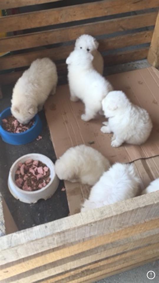 Sibirski-samojed-štenci
