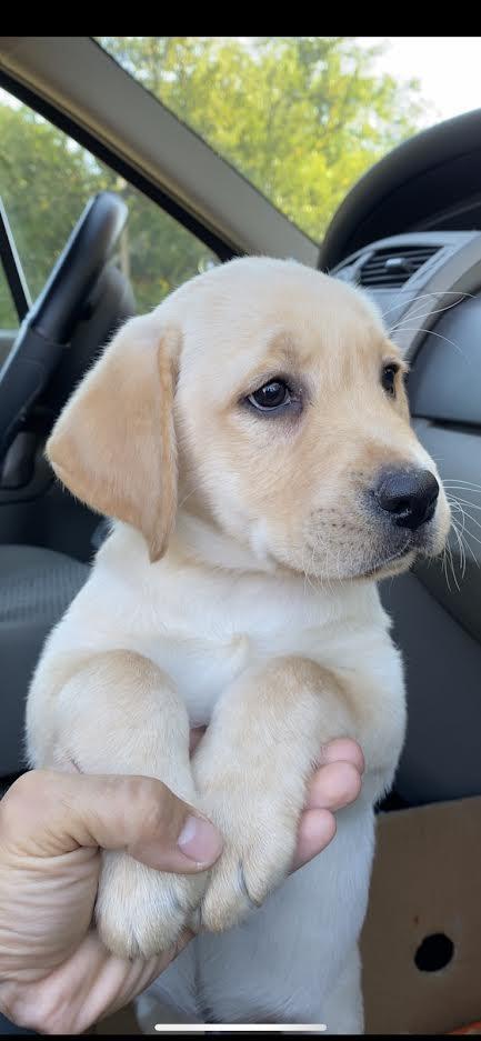 Labrador-Retriver-VRHUNSKI-štenci