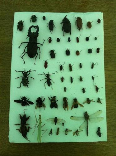 Insektarijum