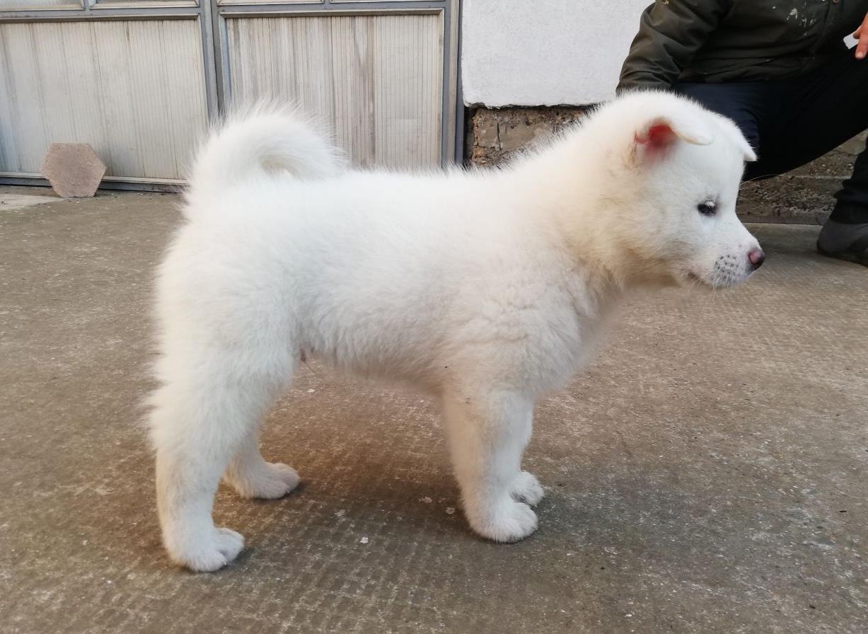Japanska-akita-