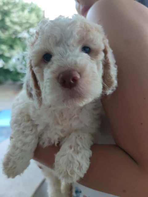 Lagotto-Romagnolo--stenad