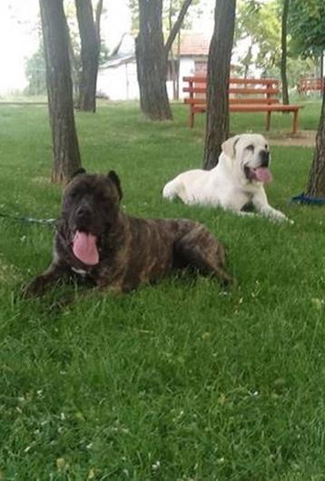 Cane-Corso-bele-boje