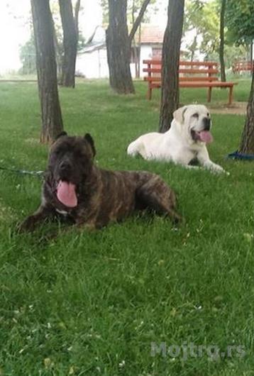 Cane Corso Bele Boje Leskovac
