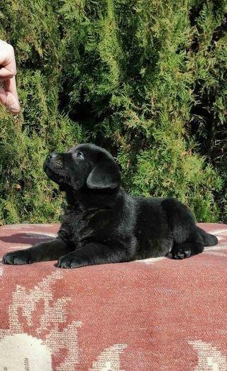 Štenci-labrador-retrivera