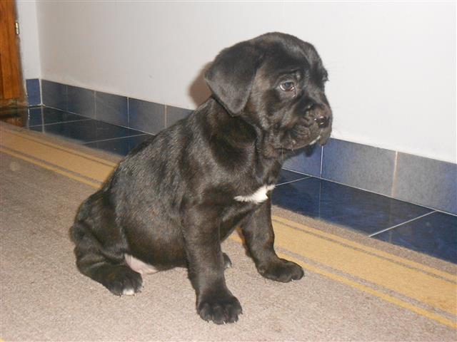 Cane corso