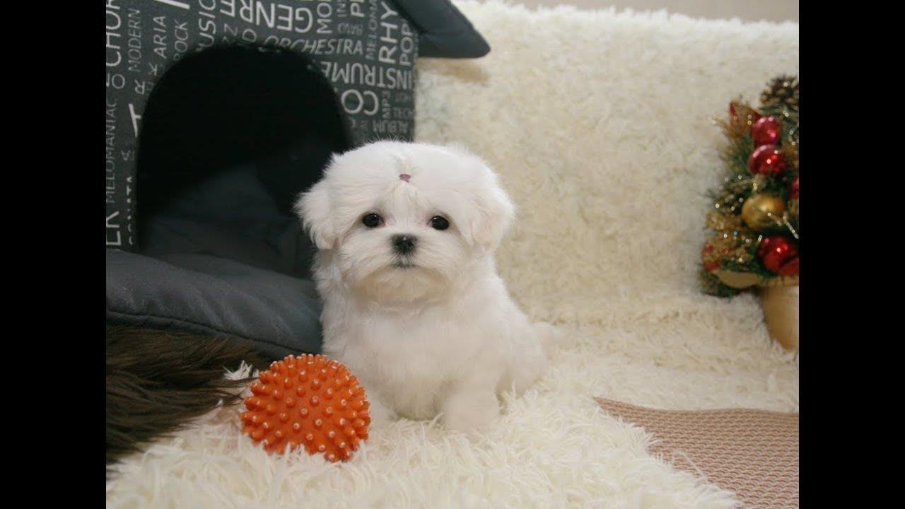 Maltezer-i-coton-de-tulear-stenci-na-prodaju