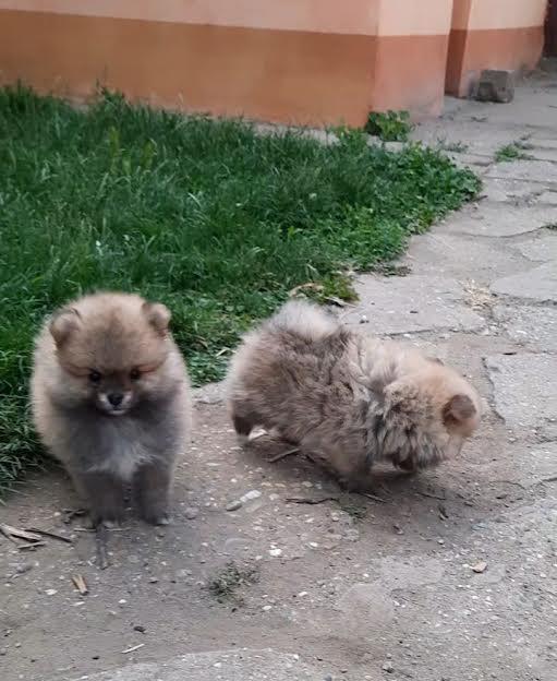 Pomeranski-špic