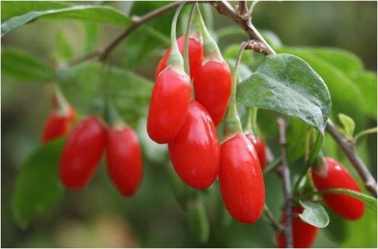 Goji sadnice