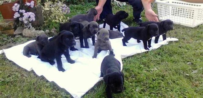 Cane Corso - vrhunskog porekla