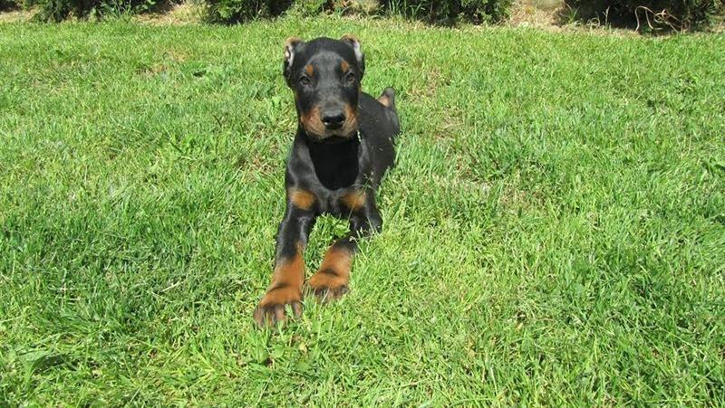 Doberman-štenci
