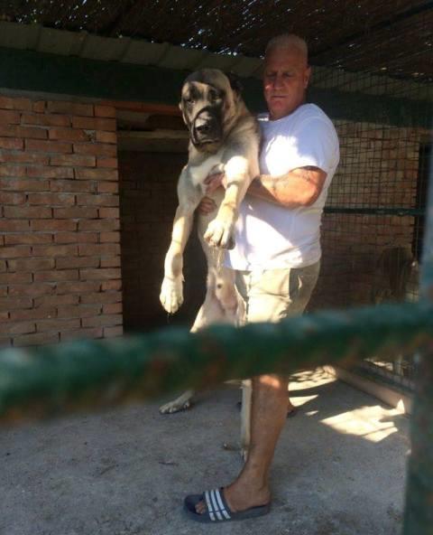 Kangal-kučići