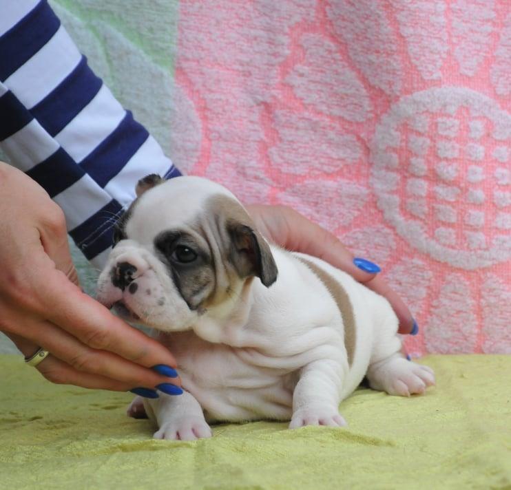 Francuski-buldog-prelepi-štenci