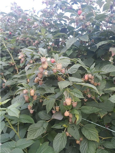 Beraci maline