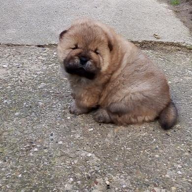 Chow-Chow-
