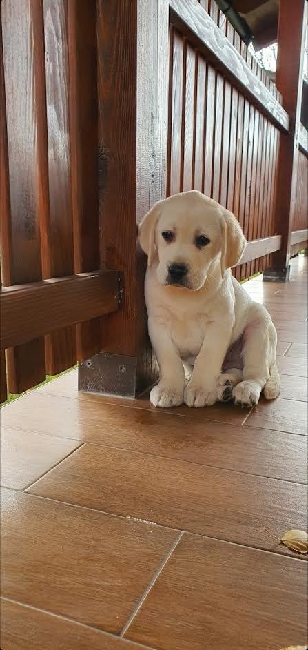 LABRADOR-stenci