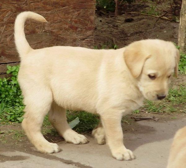 Labrador-retriver-stenad
