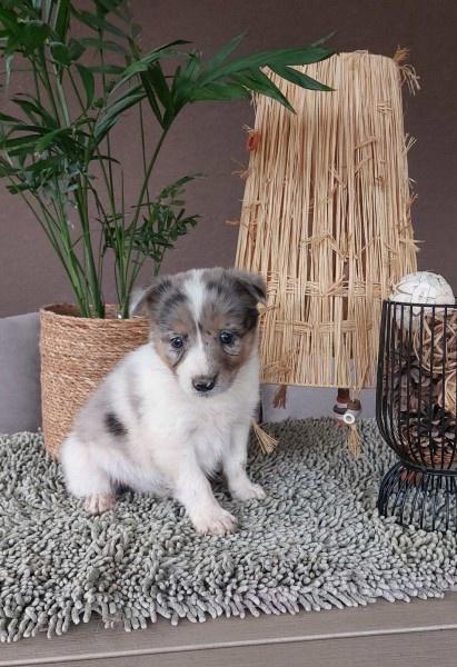 Border-koli-collie-štenci