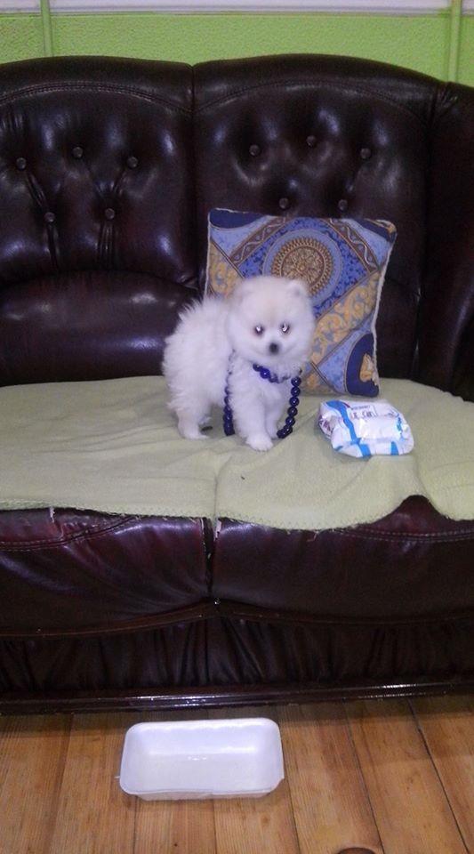 pomeranski-spic