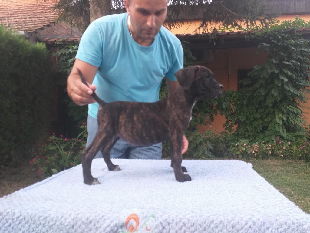 Cane-corso-štenci