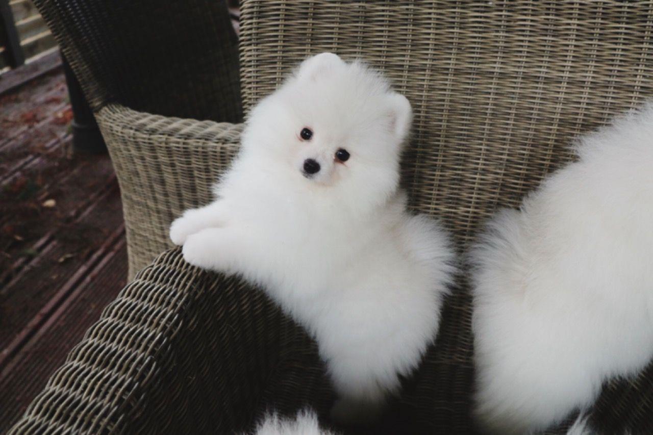 Pomeranian-štenad
