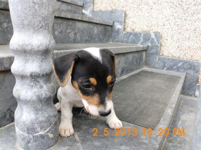 Dzek-rasel-t-zensko-stene