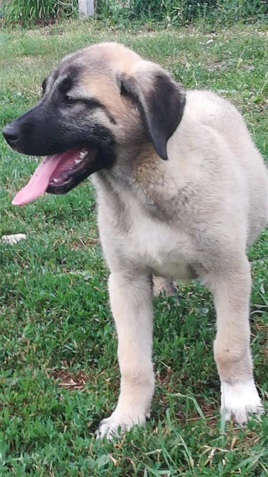 Turski-pastirski-pas-Kangal