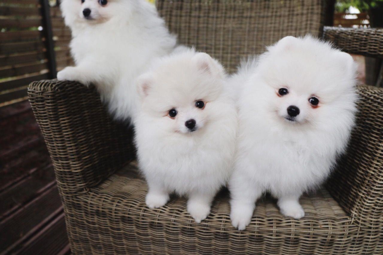Pomeranian-štenad