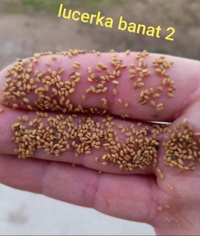 Seme-lucerke