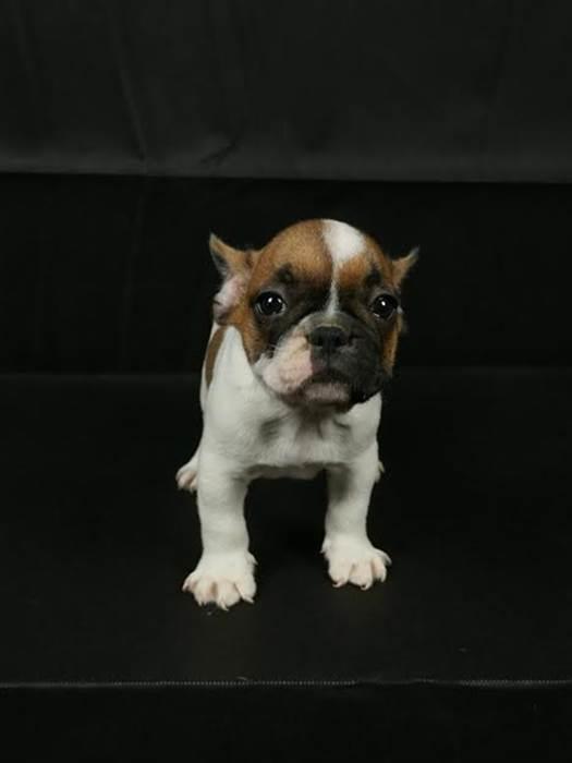 Francuski-buldog---prelepi-štenci