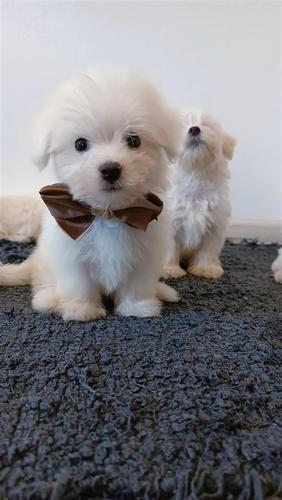 Maltezer