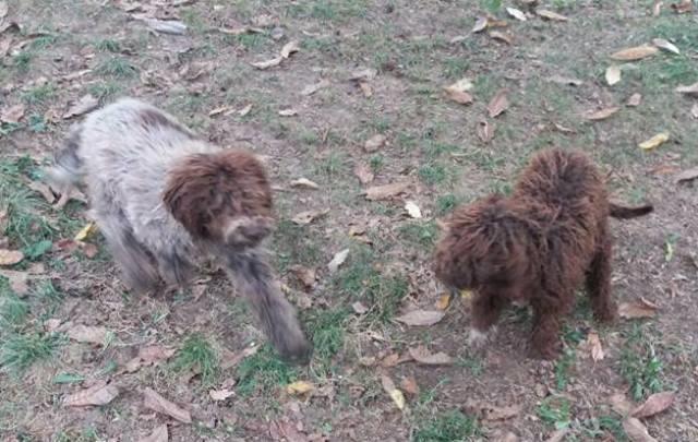 Lagotto-Romagnolo--štenci