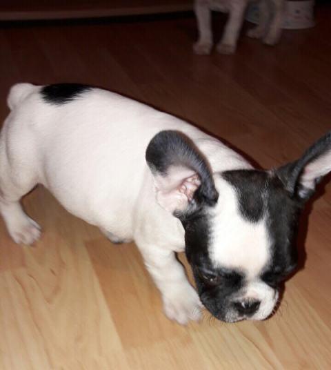 Francuski-buldog--štenci