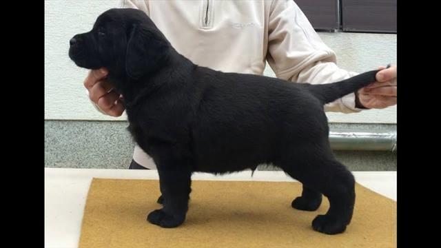 Labrador-stenci