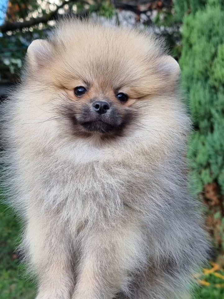 Pomeranac-boo