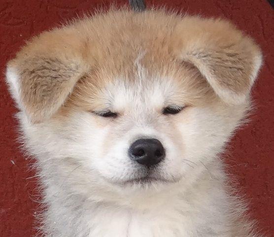 Akita-Inu