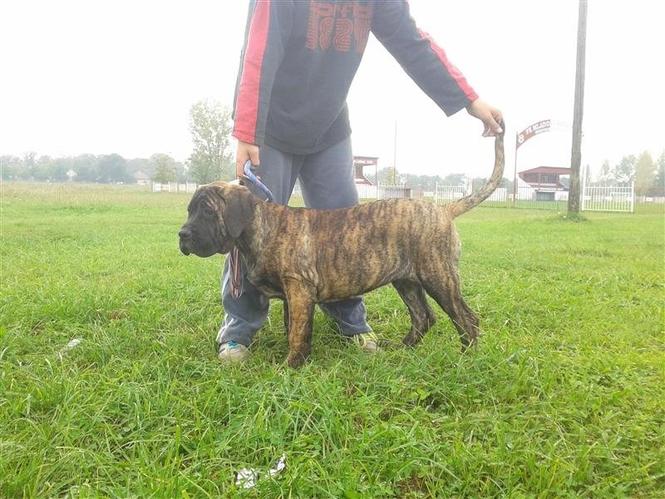 Cane Corso SAGNUE MAGNIFICA 