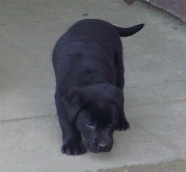 Labrador-retriver-stenad