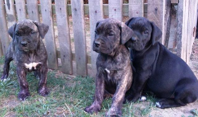 Cane-corso-štenci-